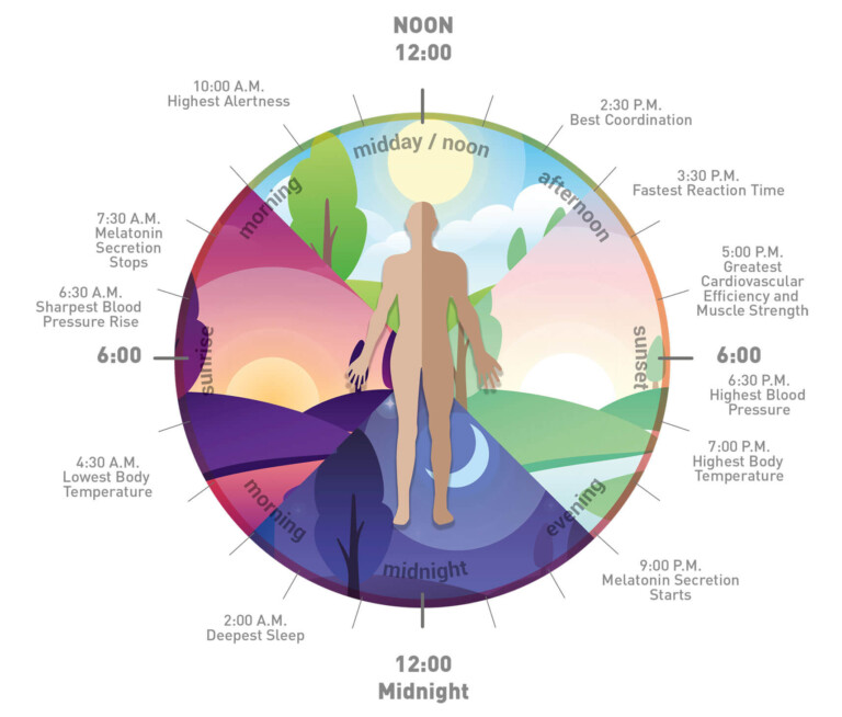 daily-rhythm-chart